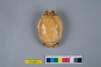 藏品(太平洋蟬蟹)的圖片